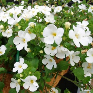 Extrait de Bacopa Monnieri0011