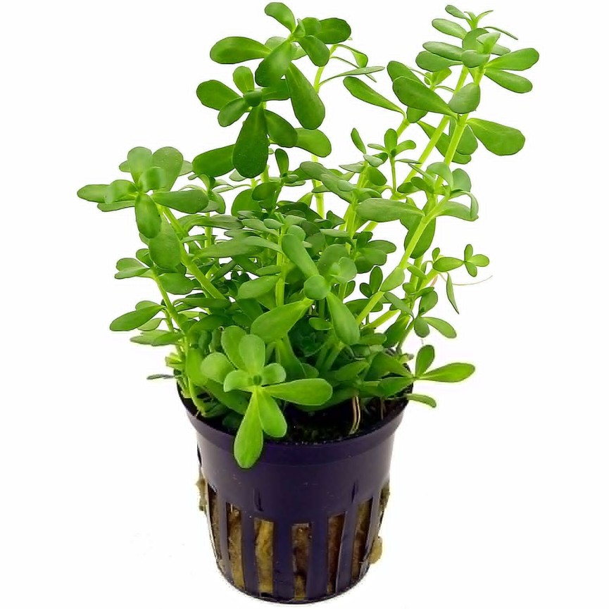 Chiết xuất Bacopa Monnieri0012