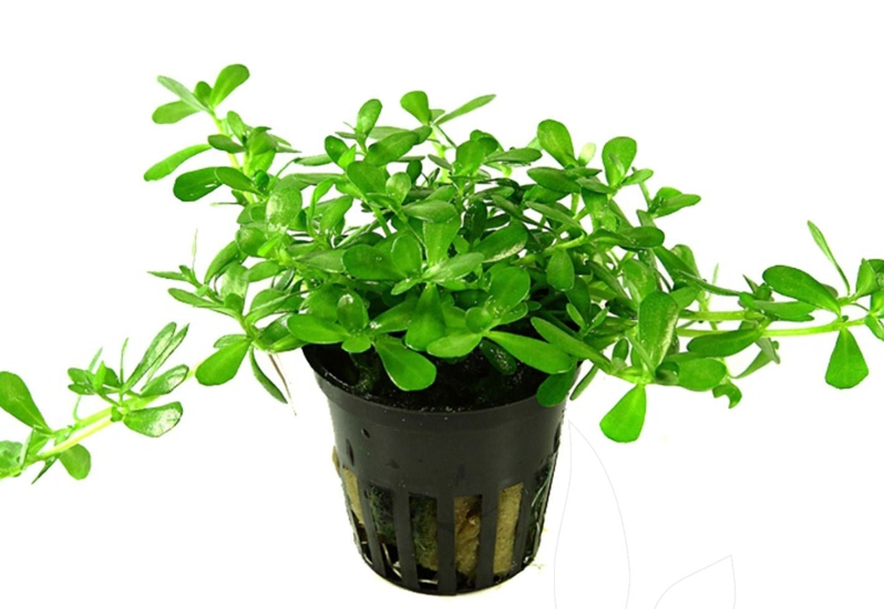 Ekstrakt Bacopa Monnieri006