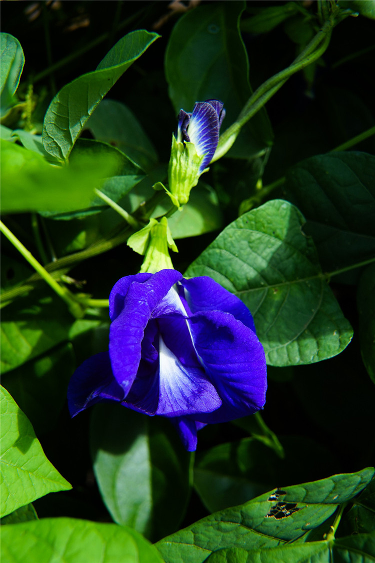 Estratto di fiore di pisello di farfalla blu 008