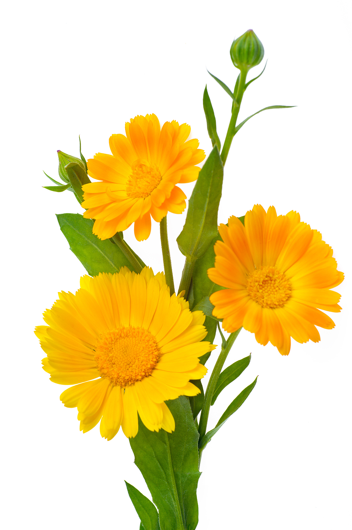 Soosaar ubaxeedka calendula7