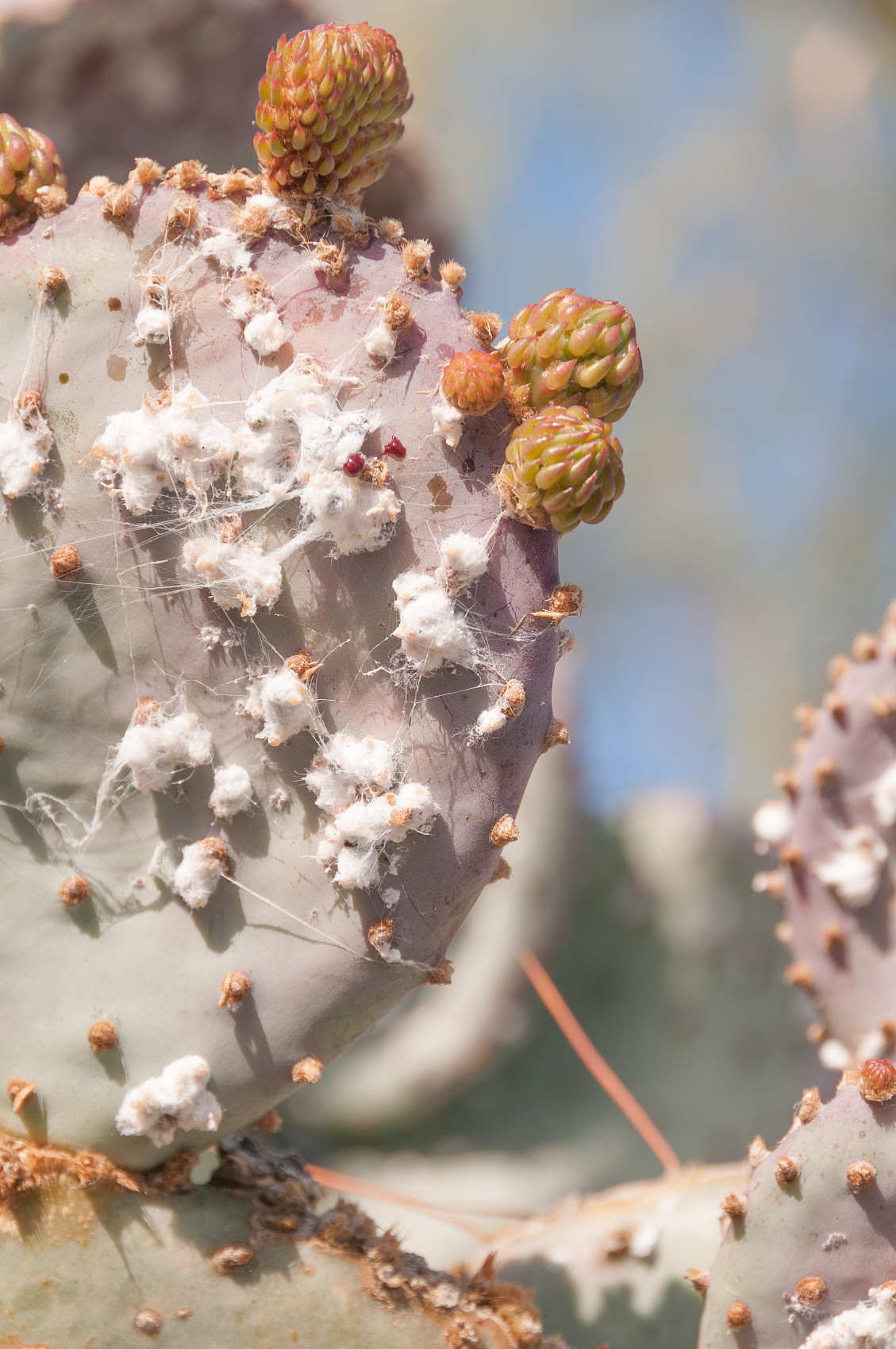 Dondoo la Carmine Cochineal Red2