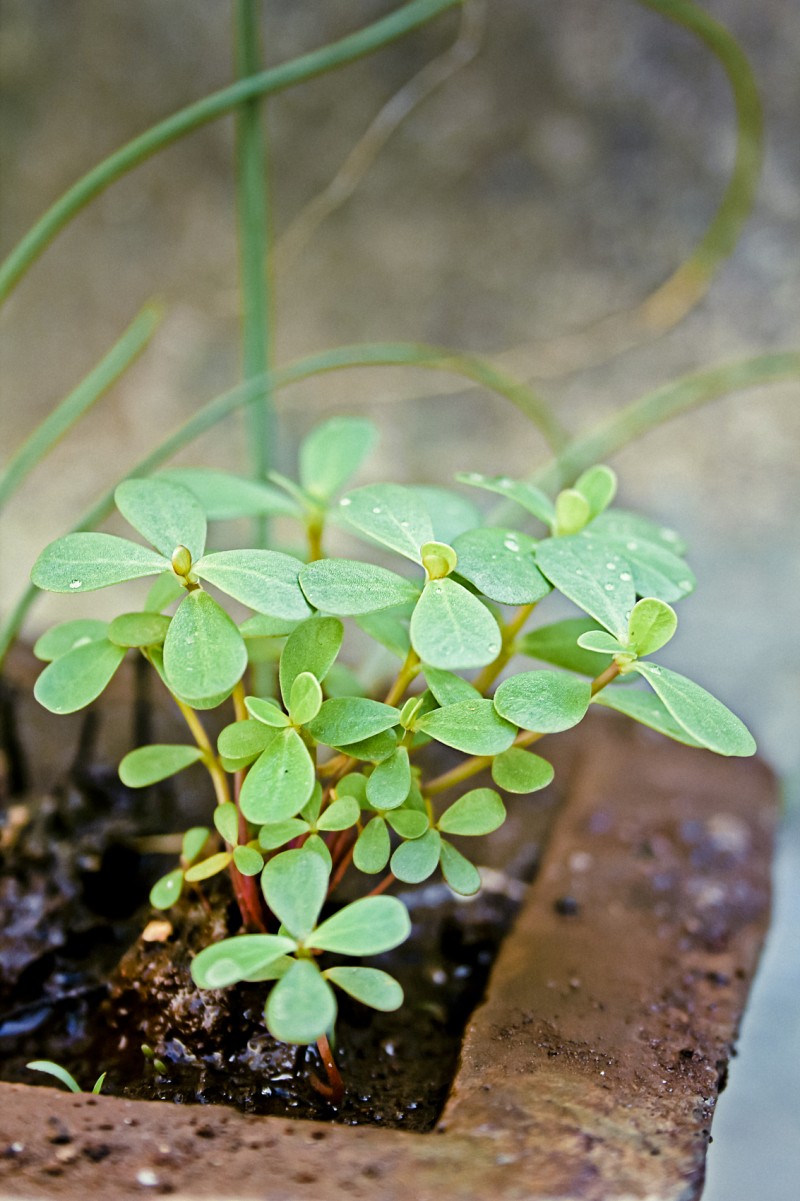 Ekstrak Purslane herbal Cina03