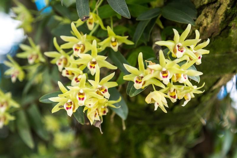 Dendrobium Candidum Extraktpulver (7)
