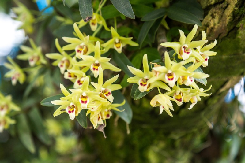 Trab tal-Estratt ta' Dendrobium Candidum (7)