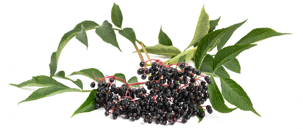 Elderberry Fruit Extract012