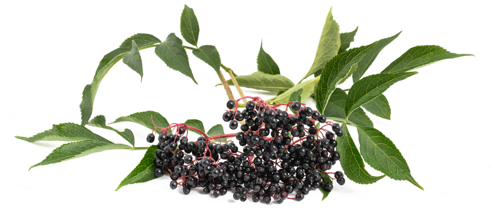 Estratt tal-Frott Elderberry012