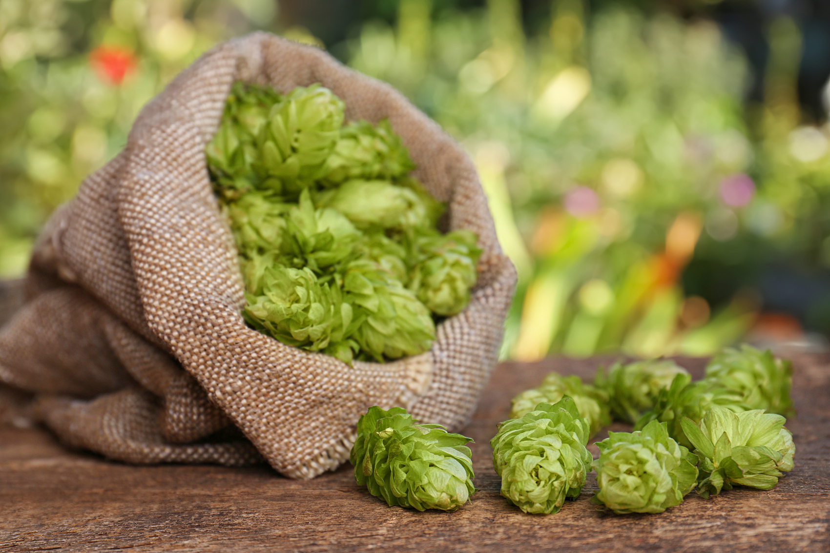 Hops Jade Powder