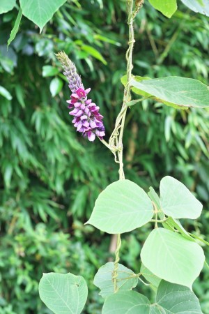 Estratto di radice di Kudzu0004