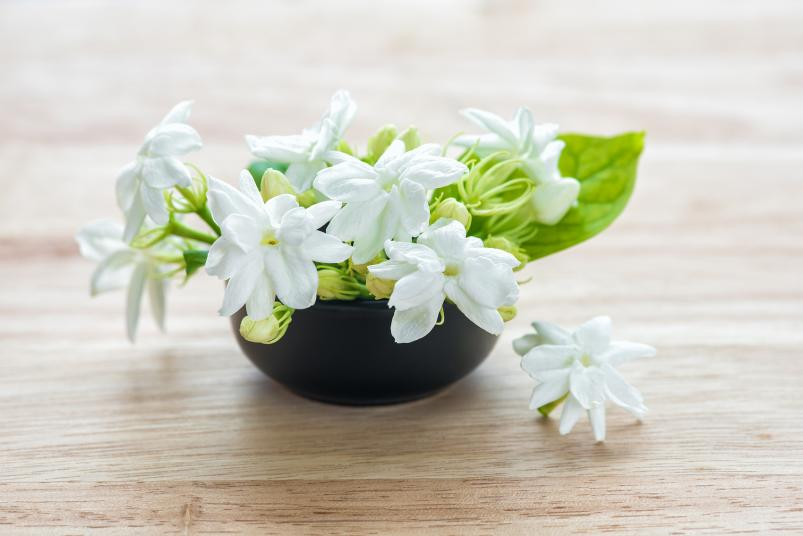 Laiti Fugala'au Fugala'au lauti Jasmine (1)