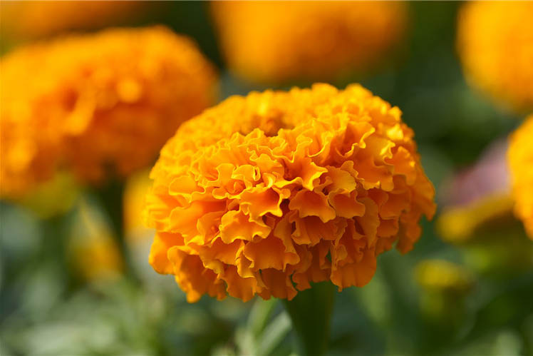 Marigold Extract Yellow Pigment002