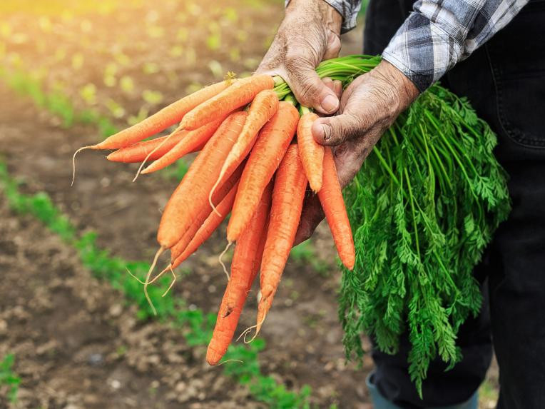 Budada beta-carotene ee dabiiciga ah (1)