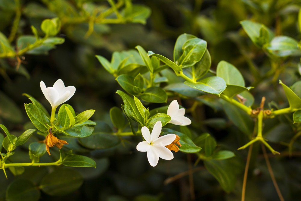 Natural Color Gardenia Yellow Powder006