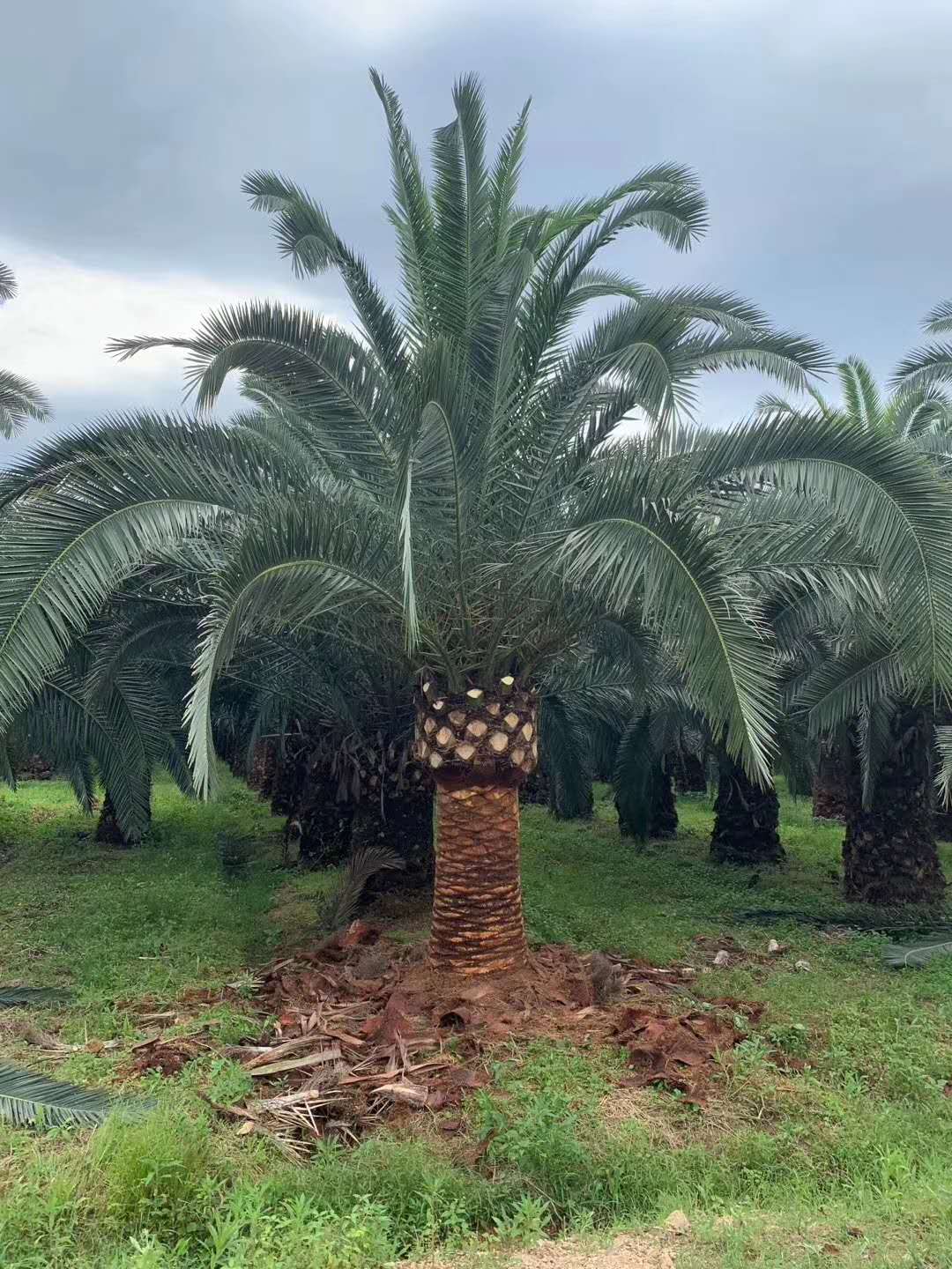 Po natural puro 5-HTP de sementes de Ghana4