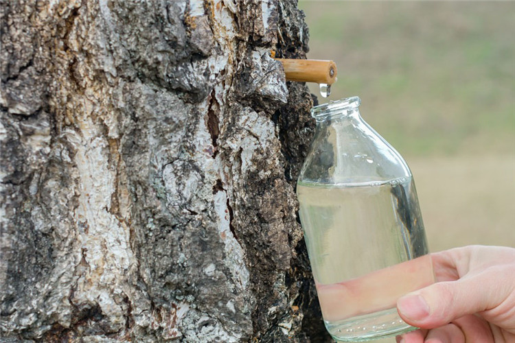 Organic Birch Sap (2)