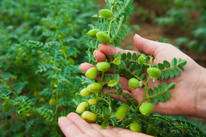 Organski proteini slanutka (1)