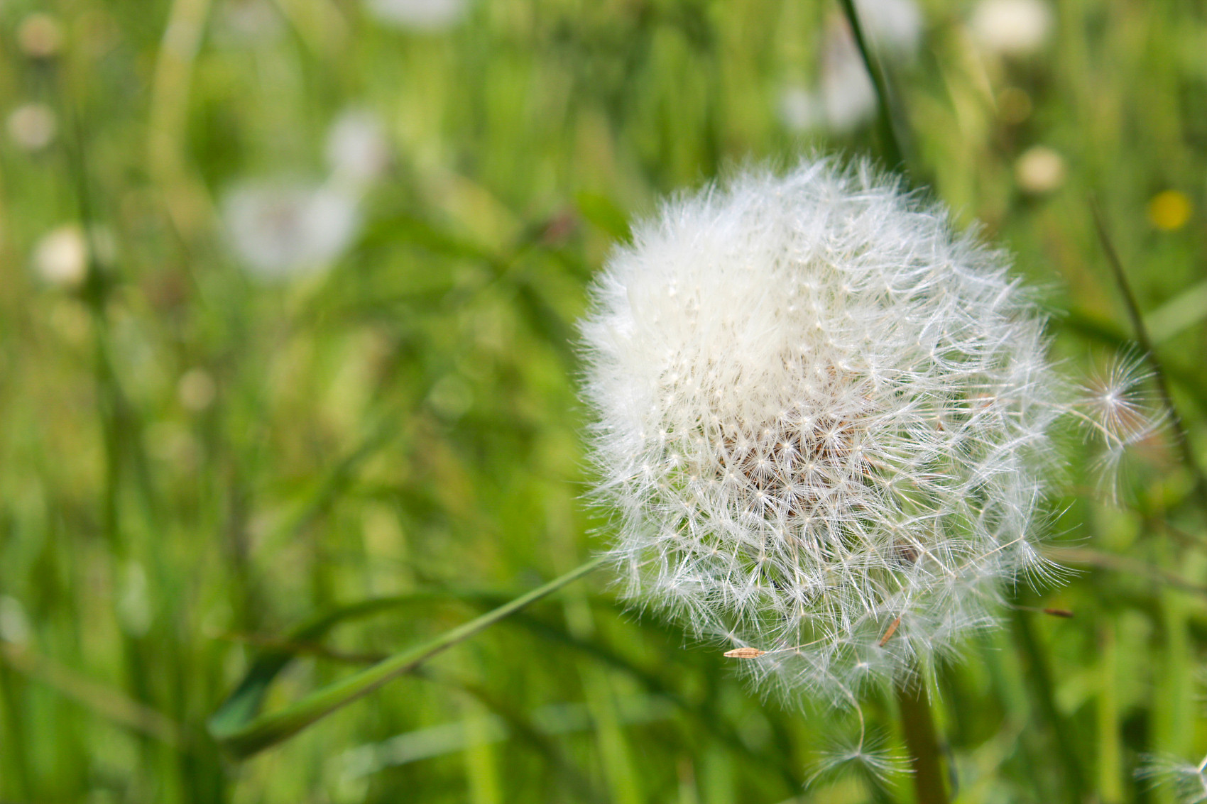 Organika Dandelion Radika Ekstrakta Pulvoro (1)