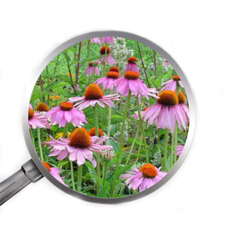 Organesch Echinacea Extrakt duerch 101 Verhältnis