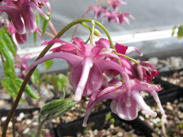 ئورگانىك Epimedium جەۋھىرى ئىكارىتىن تالقىنى (11)