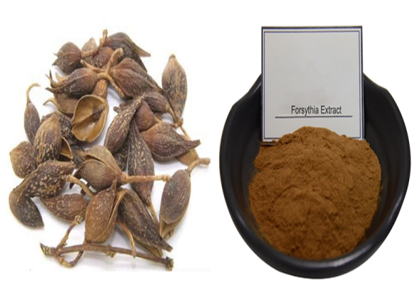Organic Fructus Forsythiae Txiv Hmab Txiv Ntoo Extract010