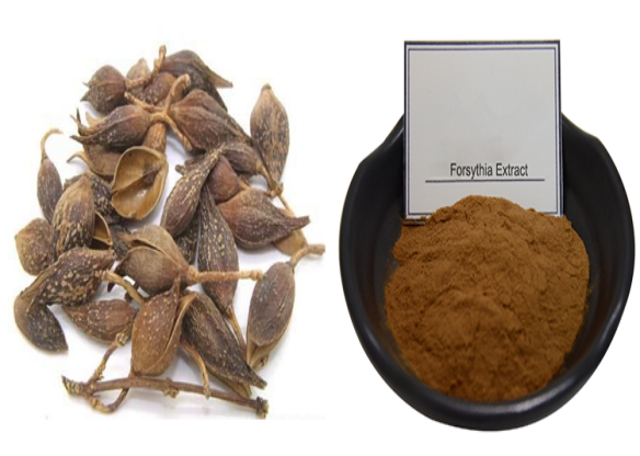 Organic Fructus Forsythiae gyümölcs kivonat010