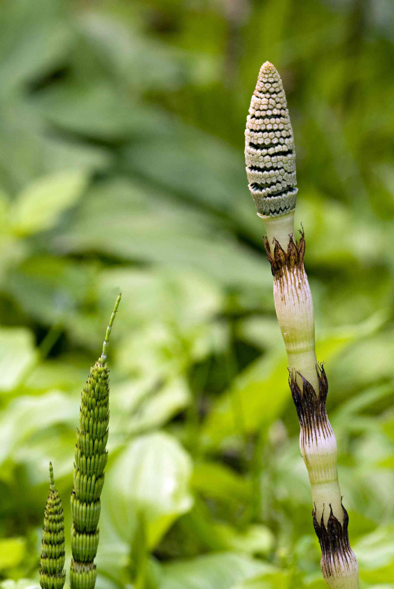 Organic Horsetail Extract 2