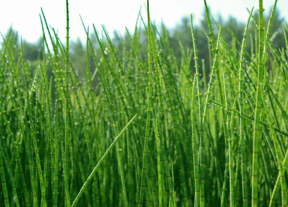 I-Organic Horsetail Extract 3