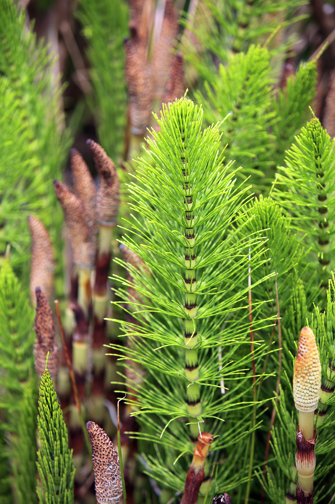 I-Organic Horsetail Extract10