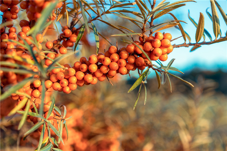 Juice Powder (1) Tekun Buckthorn