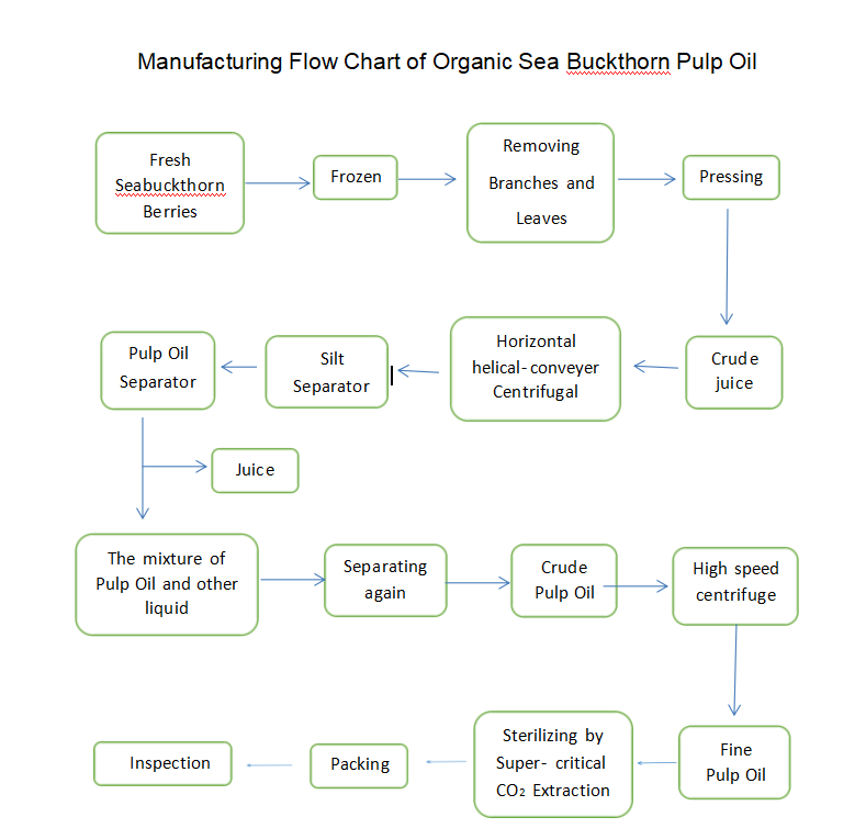 Flusso del grafico del processo di produzione dell'olio di frutta biologica dell'olivello spinoso7