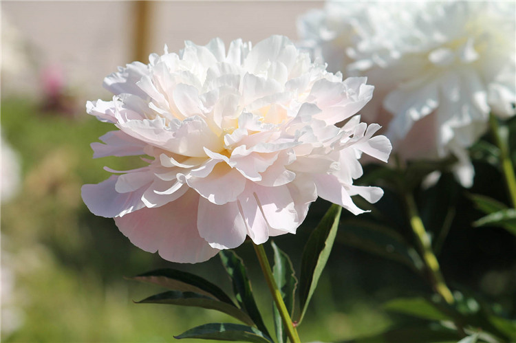 Radice di peonia bianca biologica tagliata 002