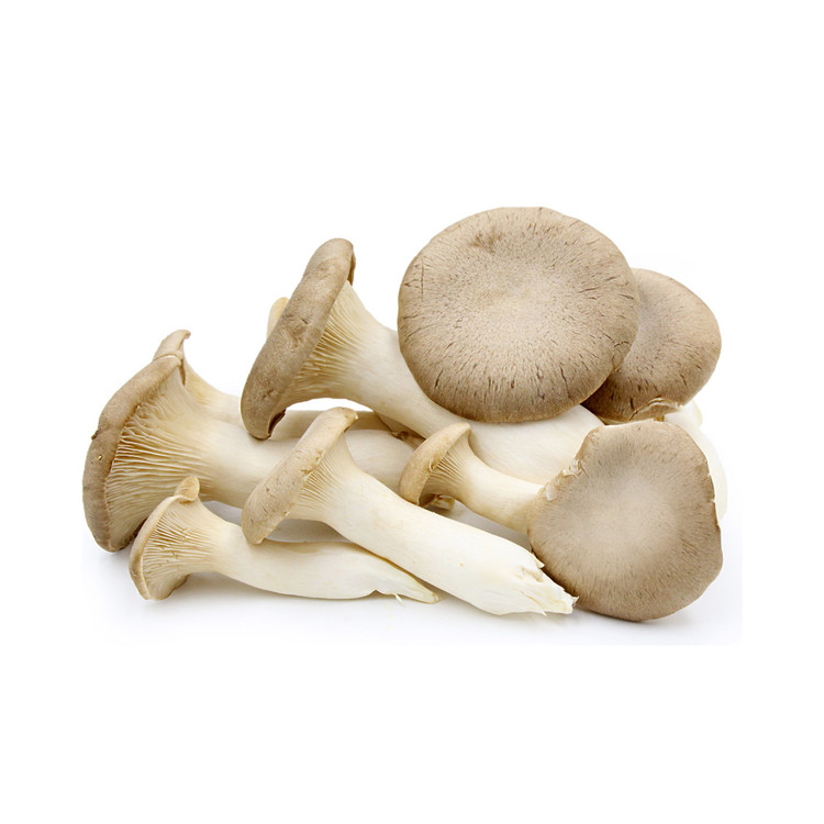 Порошок экстракта Pleurotus Eryngii002