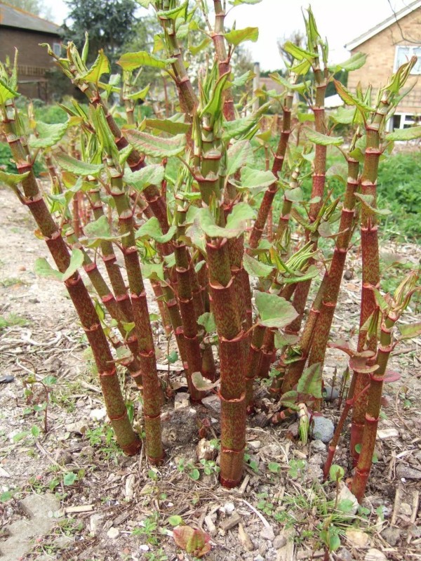 Polygonum Cuspidatum ekstrakt