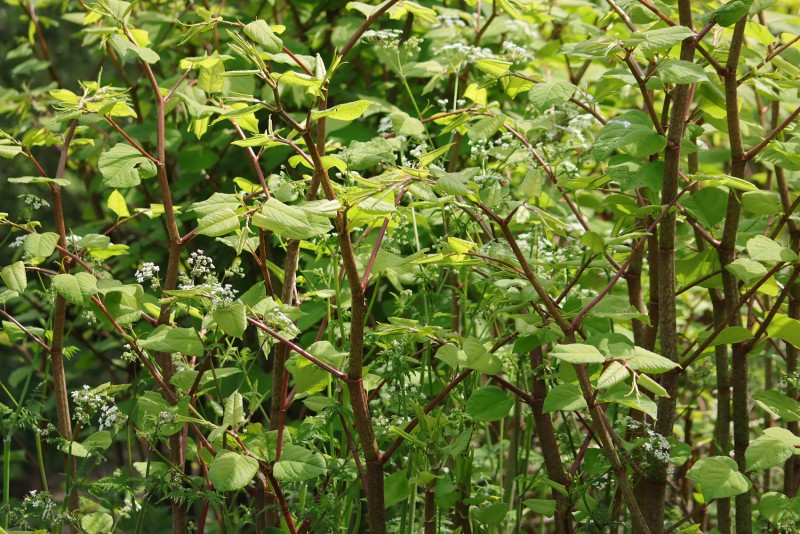 Polygonum Cuspidatum-ekstrakt0002