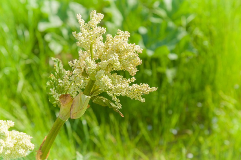 Rhubarb root Extract0002