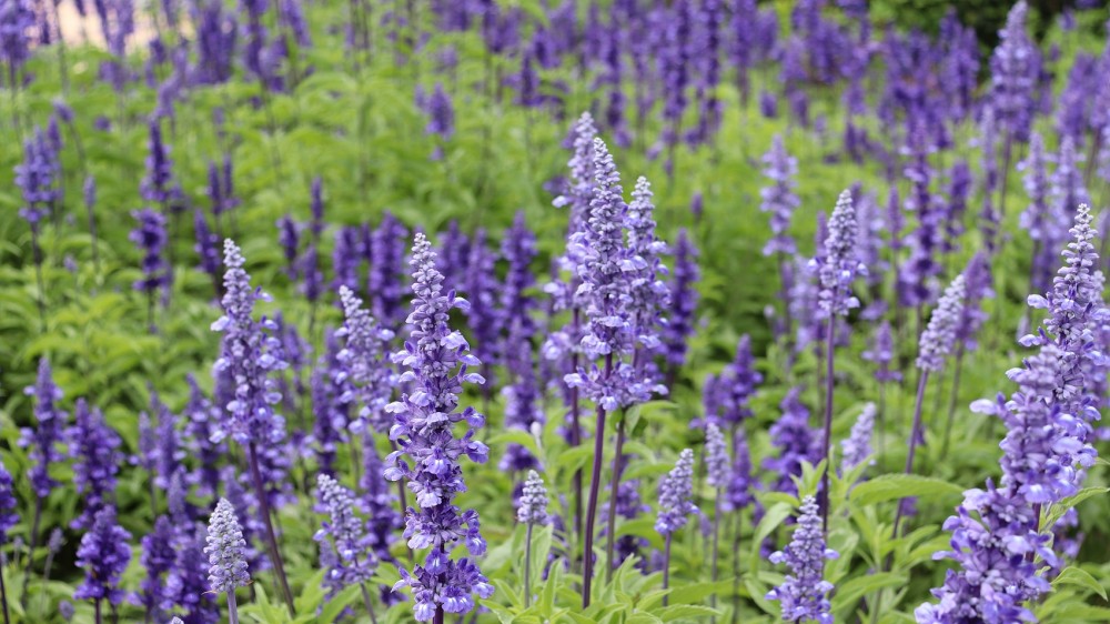 Sage Leaf Ratio ekstrakta pulveris