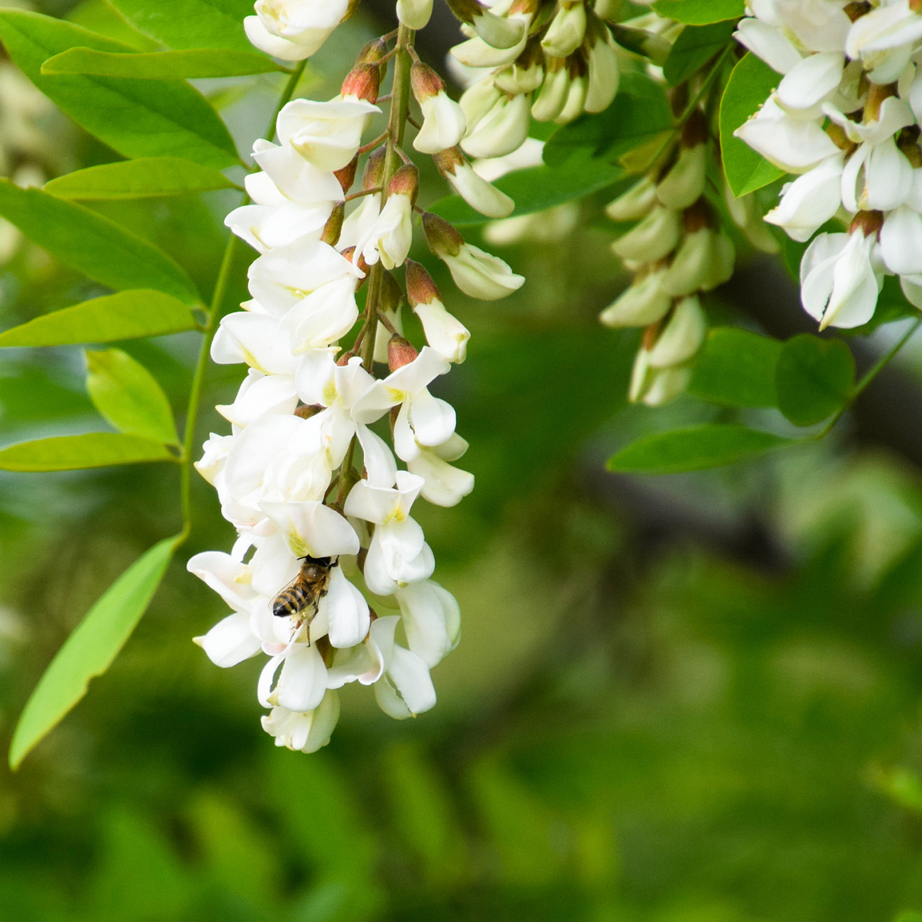 Uvas blancas de acacia en flor.Flores blancas de acacia espinosa, polinizadas por abejas.