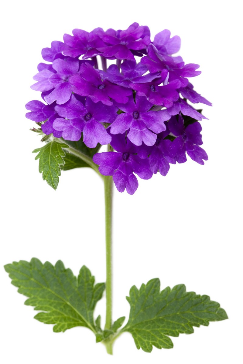 Verbena-Detholiad0004