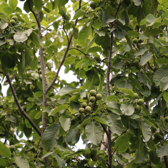 Péptido de nuez con bajos residuos de pesticidas (1)