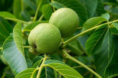 Walnut Peptide ine Yakaderera Pesticide Residues (3)