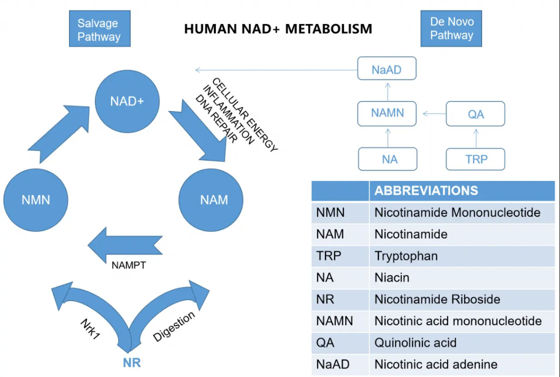 nmn ntụ ntụ na-eme nkọwa 001