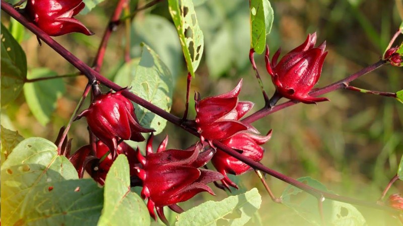 kembang roselle beureum di tegalan di Luye, Taitung, Taiwan