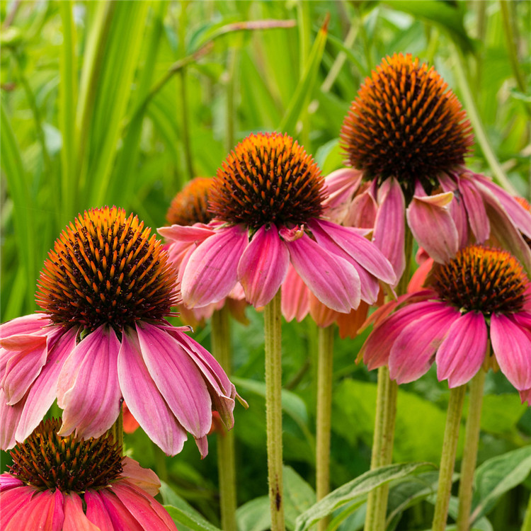 Organic echinacea purea tsantsa001