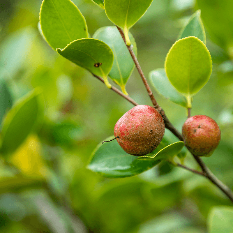 масло семян чая 18