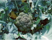 Air-Dried-Organic-Broccoli-Powder