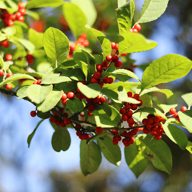 Bearberry Leaf Extract19