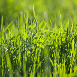 Close-up of Wheat Grass