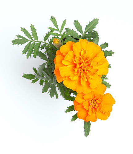 Marigold Extract Yellow Pigment011