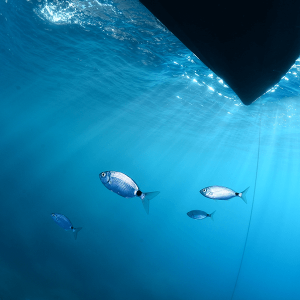 Marine fish