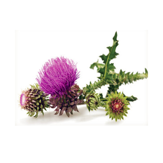 Milk Thistle Seed Extract with Low Pesticide Residue (3)